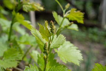 The grapevine buds in the sunlight.