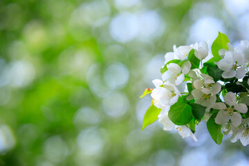 white apple blossoms on a tree branch, selective focus
