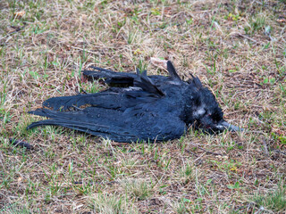 A dead Carrion crow lying on the grass.