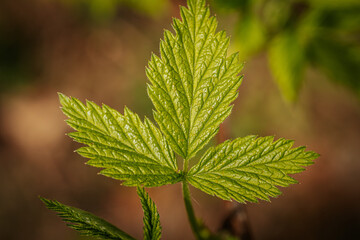 Young, green, spring leaves of a raspberry bush.