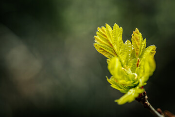 Young, green, oak spring leaves.