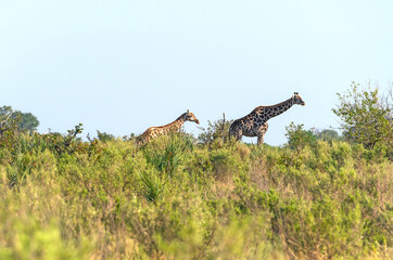 Momma and Baby Giraffe in the Okavango Delta