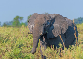 A Lone Male Elephant Wandering the Okavango Delta