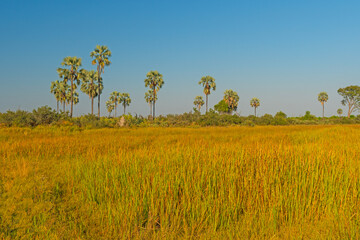 Wetlands and Grasslands of the Okavango Delta