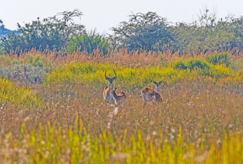 A Family of Red Lechwe in the Grasses