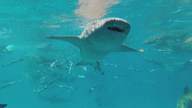 A nurse shark underwater in the Indian Ocean, near the Maldives. Ginglymostoma cirratum