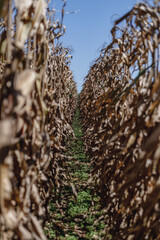 corn field 