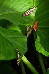 Zebra Longwing, Dryas and Owl Butterflies on green leaves in a greenhouse
