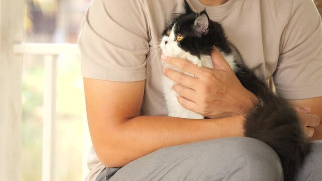 A man cat owner petting his cute Persian cat kitten in his arms, happy domestic animal at home. Pet humanization or pet parents concepts.