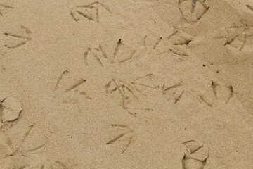 myriad of bird claws in the sand at the Pismo State Beach in Oceano, California