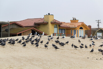 myriad of sea birds on a cloudy morning at the Pismo State Beach in Oceano, California