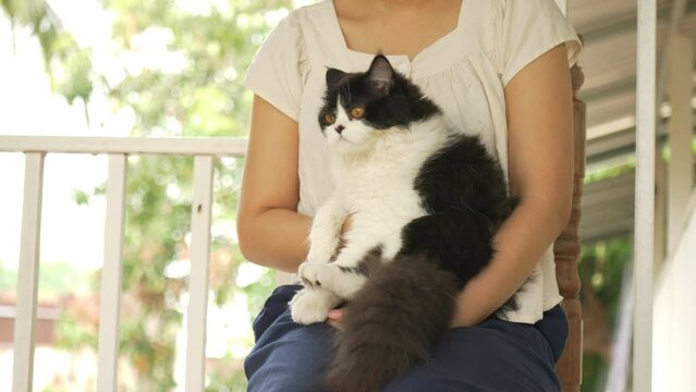 Curious Persian cat kitten sitting on owner lap and looking around. Pet humanization or pet parents concepts.