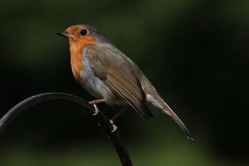 Fototapeta premium Robin (Erithacus rubecula) - British Bird
