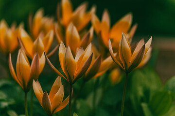 Yellow spring flowers have bloomed. natural background. Fauna