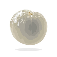 Vector illustration, peeled longan fruit, or Dimocarpus longan, isolated on white background.