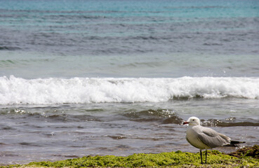 Portrait of a seagull with a wave and the turquoise water of Punta Prima beach in Menorca. Spain