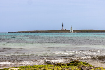 Punta Prima beach in Menorca. In the foreground is a seagull, in the background the island of the air with its lighthouse and a sailboat. Spain