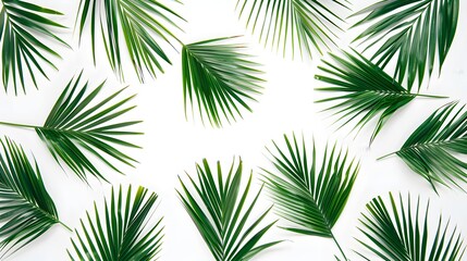 Dry tropical exotic palm leaves on white background. Flat lay, top view minimalist floral pattern aesthetic composition