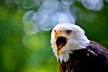 Portrait Weisskopfseeadler