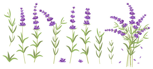 Lavender set. Vector illustration of lavender, Provence flowers on a white background. Set of elements from lavender flowers. Collection of lavender flowers on a white background. Set of vector