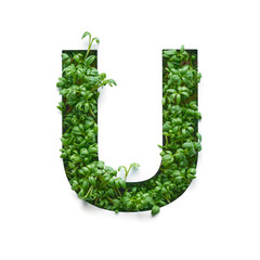 Capital letter U is created from young green arugula sprouts on a white background.