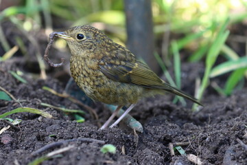 Juvenile Robin (Erithacus rubecula) - British Bird