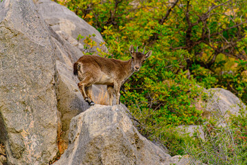 Cabras montesas salvajes en borriol