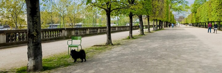 Tranquil tree-lined park pathway with a black cat and pedestrians, ideal for springtime and leisure...