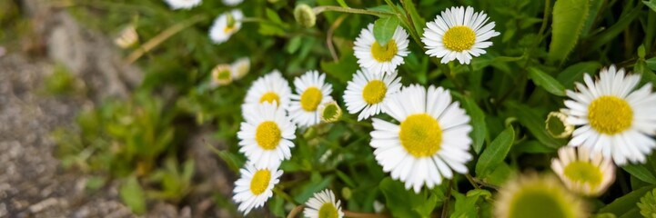 Vibrant common daisies blooming in springtime, ideal for Mother's Day or environmental themes