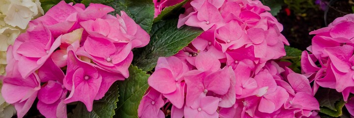 Vibrant pink hydrangeas in full bloom, ideal for springtime garden themes, Mother's Day promotions, and horticulture-related content