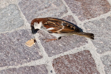 little sparrow eating brad