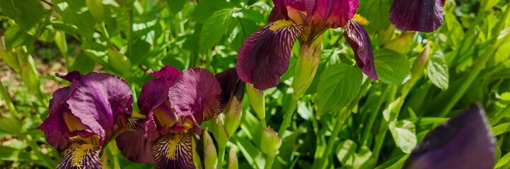 Vibrant purple bearded iris flowers in bloom, ideal for spring themes like Easter or gardening...