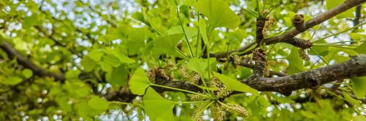 Bright green ginkgo biloba leaves in springtime, focusing on foliage growth and tree vitality,...