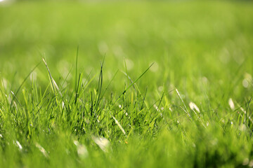 Light green grass in sunlight, blurred background. Fresh spring or summer nature, sunny meadow