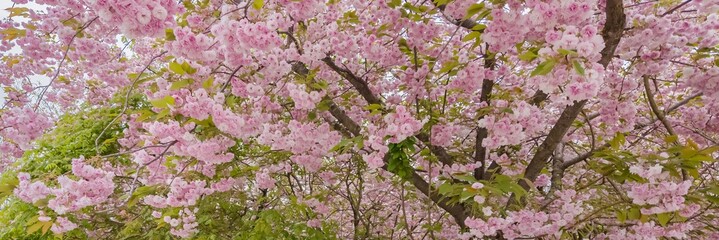 Vibrant cherry blossoms in full bloom against a soft sky, embodying springtime renewal and the...