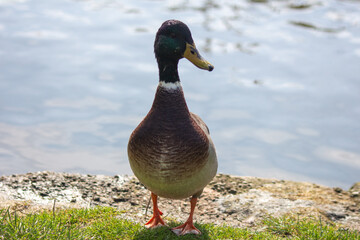 duck walking out of water