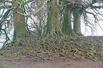 Ancient tree trunks and roots	
