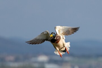 Flying mallard