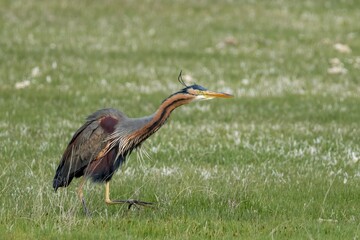 purple heron with its majesty