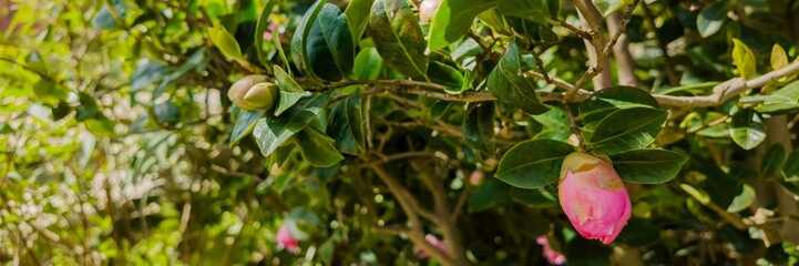 Vibrant pink camellia bud beginning to bloom amidst lush green foliage, ideal for springtime and gardening concepts
