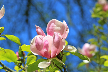  
Flowers on a Magnolia tree in Spring	