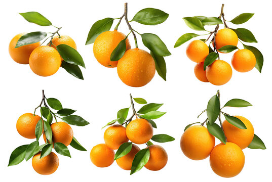 Set of branches with ripe, delicious oranges, cut out