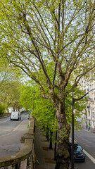 Verdant springtime plane tree along an urban street, exemplifying city nature and environmental conservation concepts, perfect for Earth Day and Arbor Day content