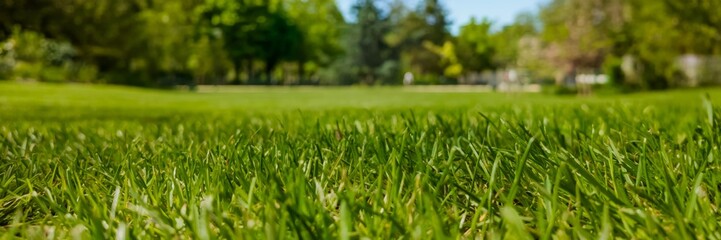 Low-angle view of vibrant green grass in a park capturing the essence of spring and Earth Day...