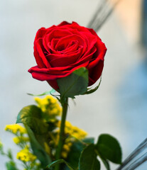 Una hermosa y solitaria rosa roja