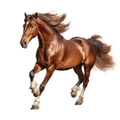 Obraz premium horse in running pose isolated on a transparent background 