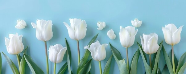 White tulip flowers on blue background. Floral wallpaper, banner. February 14, valentine's day, love, 8 march women's day theme.