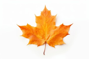 A single leaf of a maple tree is shown in full color