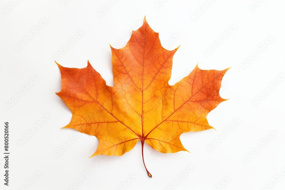 Wall mural a single leaf of a maple tree is shown in full color