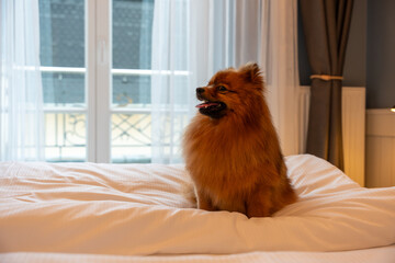 A red Spitz dog lies on a large bed in a bright hotel room. Spitz dog resting on the bed of a hotel...
